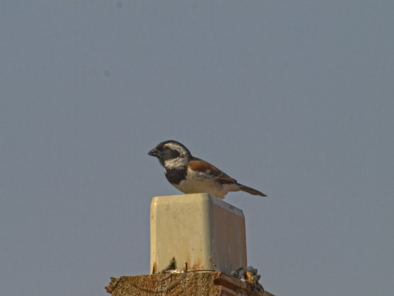 Twyfelfontein, Weaver Bird